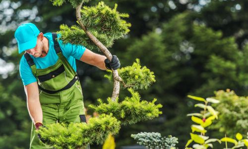 trabajo de jardinero en long beach sin papeles